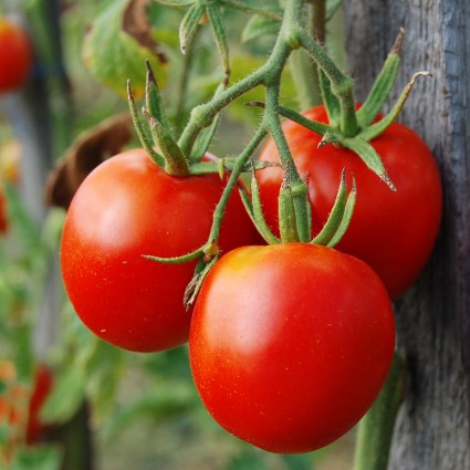 tomates-em-estufa-cursos-cpt